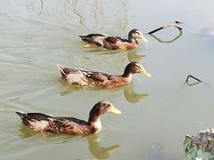 -池杉湖湿地公园