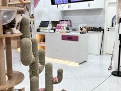 -喵园·猫主题咖啡厅·撸猫·猫咖(国贸店)