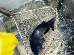 -姥家大锅台水库渔家