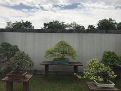 -盆景园(扬州大运河文化旅游度假区)