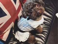 日系秋冬新款-Oh My Dog宠物沙龙(伊珊娜皮毛护理店)