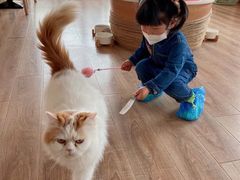 -猫的茶·猫咖