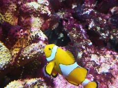 -暹罗海洋世界