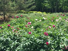 -燕郊植物园
