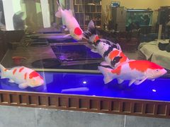 -中环花鸟鱼虫市场