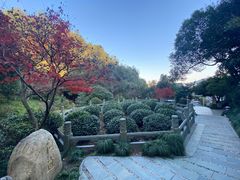 -十八棵（老龙井）御茶园(老龙井店)