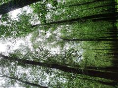 景点-顺鑫绿色度假村