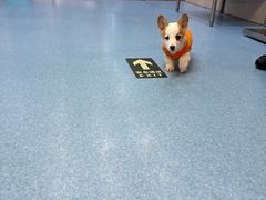 -万博宠物医院·手术·诊疗(未央凤城五路店)