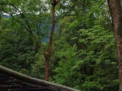 -中国大熊猫保护研究中心雅安碧峰峡基地