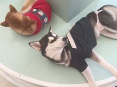 -怪兽屋·羊驼·猫咖·狗咖(俊华广场店)