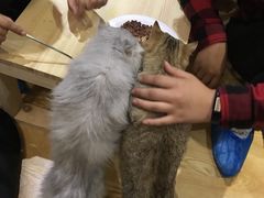 -万小咖.猫咖(中山路天虹店)