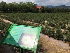 -亚龙湾国际玫瑰谷