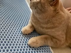 -Catmate·猫肥家润(金润铂宫店)