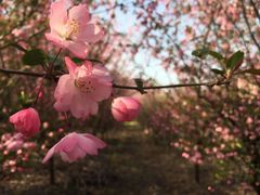 -穹窿山景区