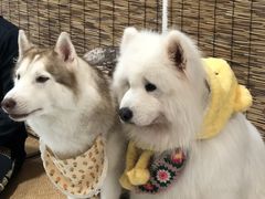 -星多哈·狗咖·拼豆·咖啡