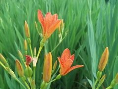 -成都中医药大学(温江校区)