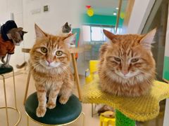 小橘子-猫在这儿猫咪咖啡馆·撸猫馆