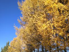 -塞罕坝国家级自然保护区