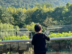 -雷峰塔·藕香居餐厅