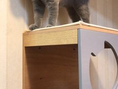 -宠爱国际动物医院·消化内科·心肾内科·ISFM猫友好(望京店)