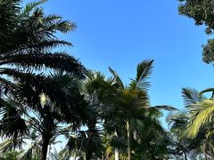 -深圳仙湖植物园
