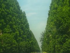 -黄海国家森林公园