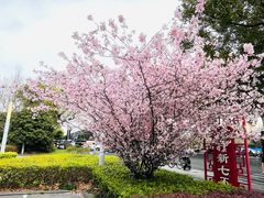 -莲花国际广场
