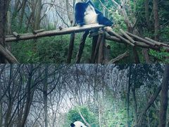 -成都大熊猫繁育研究基地