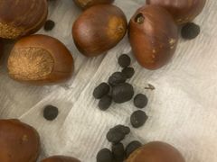 -秋栗香(地安门店)