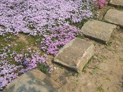 -南通洲际绿博园