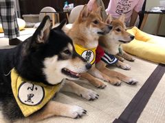 -逗柴咖啡屋·狗咖猫咖宠物桌游