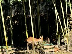 -鹿院坪生态旅游景区