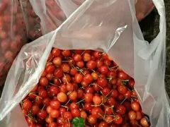 -菜园坝水果市场