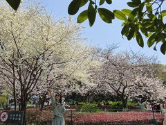 -武汉大学-樱园