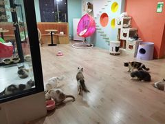-Bastet sally猫舍购宠(静安店)