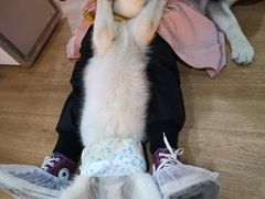 -Husky Go! 哈士奇体验馆·宠物咖啡厅狗咖