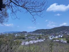 -香雪海