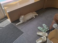 -飞行喵MR PILOT|猫舍·猫咖(静安大融城店)