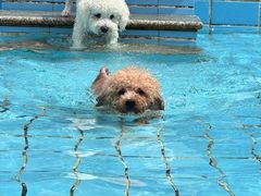 -趣玩宠物乐园寄养训犬训狗游泳池