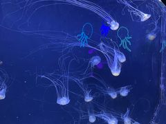 -珠海长隆海洋王国