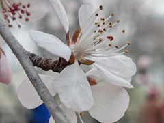 -桃花堤公园