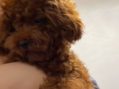 -翊宠yipet猫狗购宠庄园犬舍•猫舍