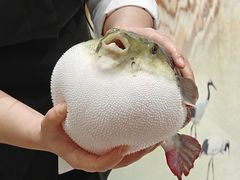 -鲐赏河豚(长寿店)