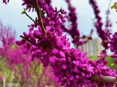 -海棠花溪(元大都城垣遗址公园)
