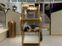 大堂-飞行喵MR PILOT|猫舍·猫咖(静安大融城店)