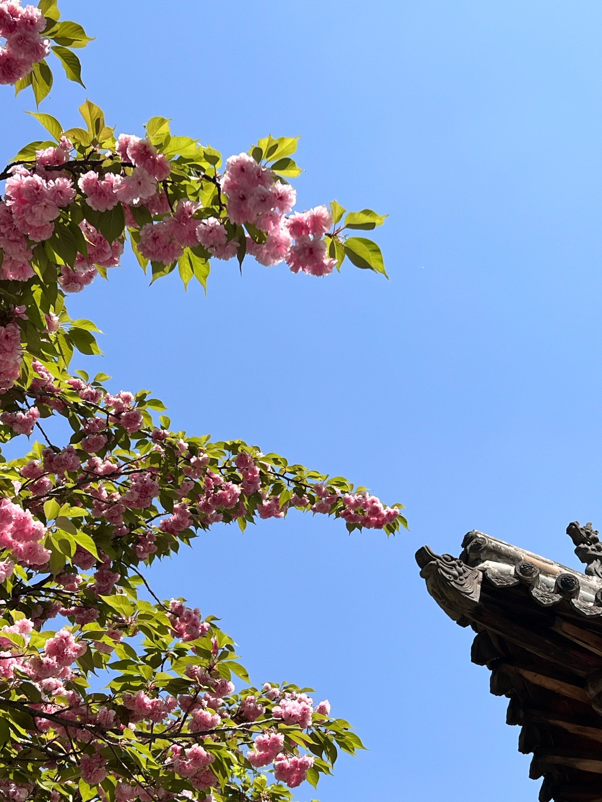 春花烂漫
