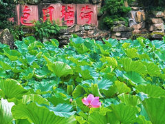 -桂湖森林公园