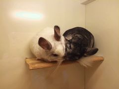 -龙猫仔乐园(惠福东路店)