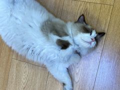 -池嬢拌粉(上海首店)