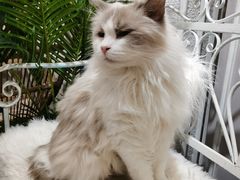 -共舞时光猫咖·狗咖(新街口店)